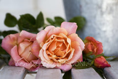 Potted Apricot Roses