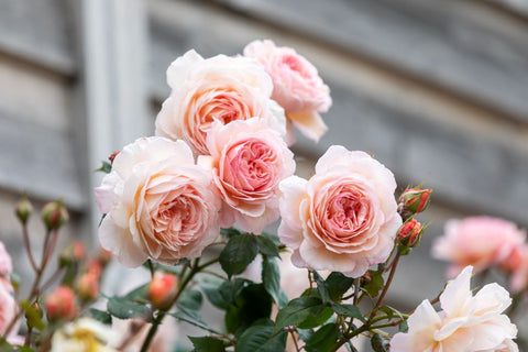 A Shropshire Lad™ Clg (Ausled)