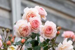 A Shropshire Lad™ Clg (Ausled)