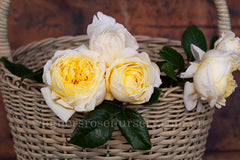 Amnesty International Clg™