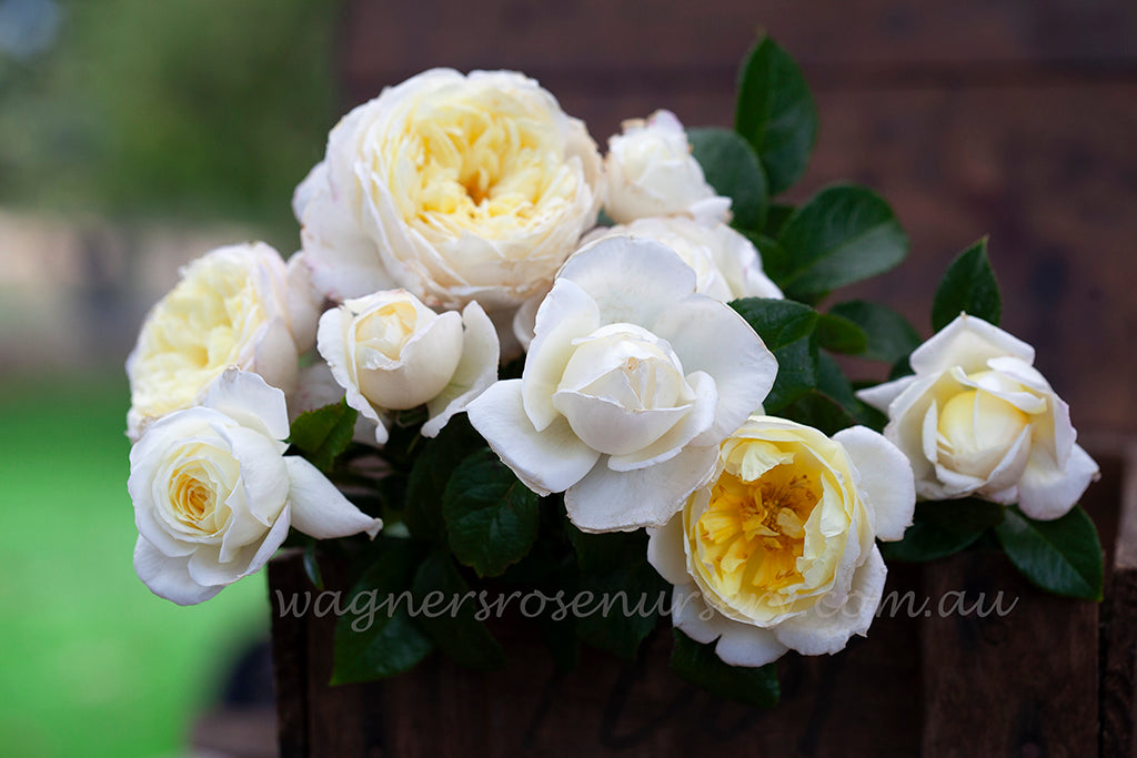 Amnesty International Clg™