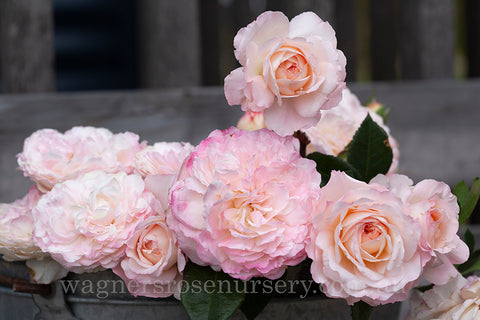 Australian Beauty™