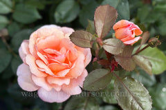 Belle du Seigneur™