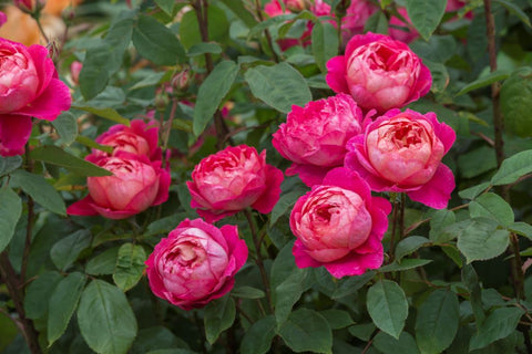 Benjamin Britten (Ausencart) - Potted Rose