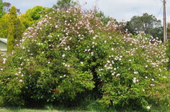 Bloomfield Abundance