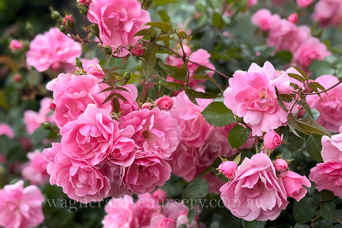 Bonica - Potted 60cm Patio Rose