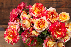 Camille Pissarro™ - Potted Rose