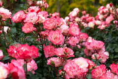 Carmagnole - Potted Rose