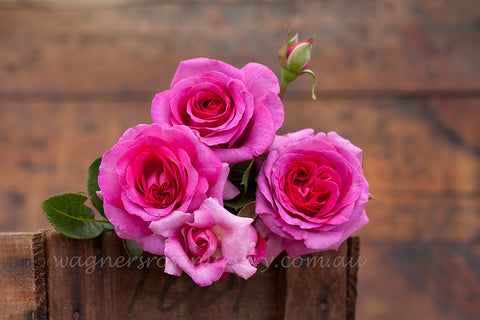 Chartreuse de Parme™ - 60cm/2ft standard