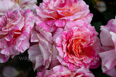 Claude Monet™ - Potted Rose