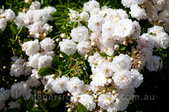 Cometa™ - Potted Rose