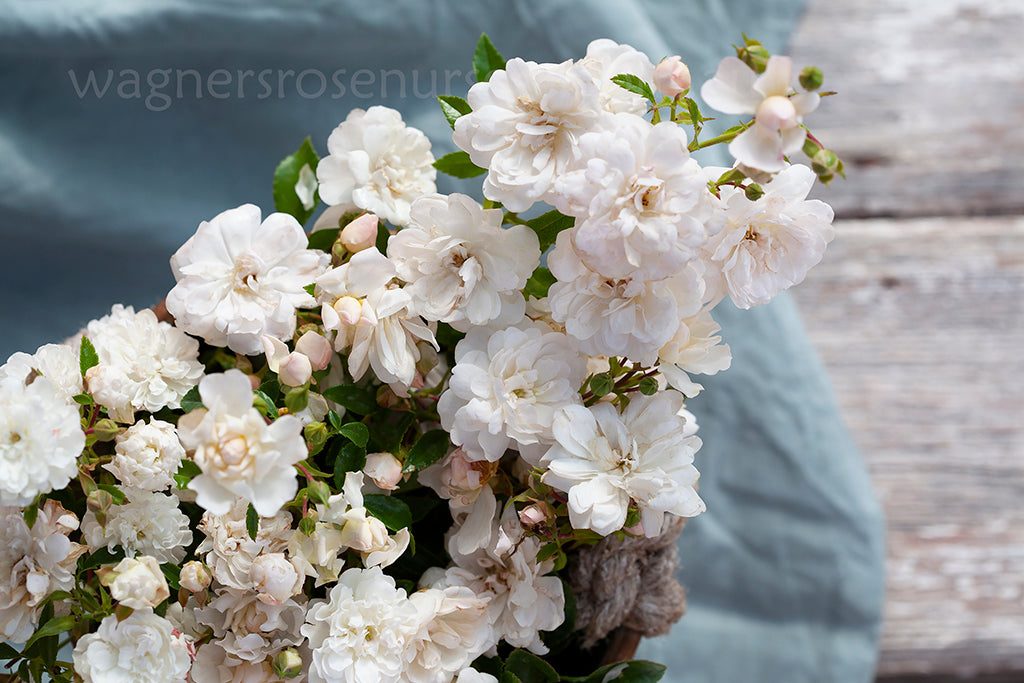 Cometa™ - Potted Rose