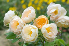 Comte de Champagne (Ausufo) - Potted Rose