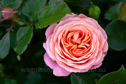Coral Lions Rose®