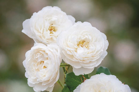 William and Catherine (Ausrapper) - Potted Rose
