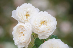 William and Catherine (Ausrapper) - 90cm/3ft Standard