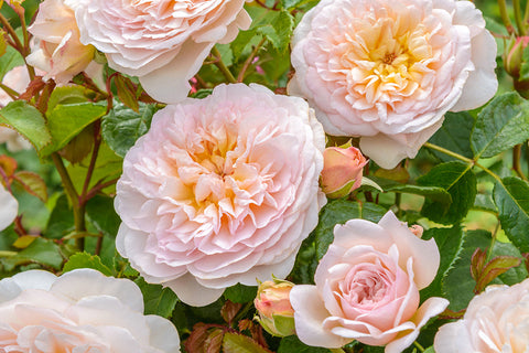 Emily Brontë (Ausearnshaw) - Potted Rose
