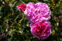 England's Rose (Auslounge) - Potted Rose