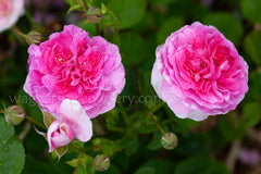 England's Rose (Auslounge) - Potted Rose