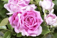 Fairy Godmother - Potted Rose