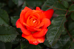 Fearless - Potted Rose