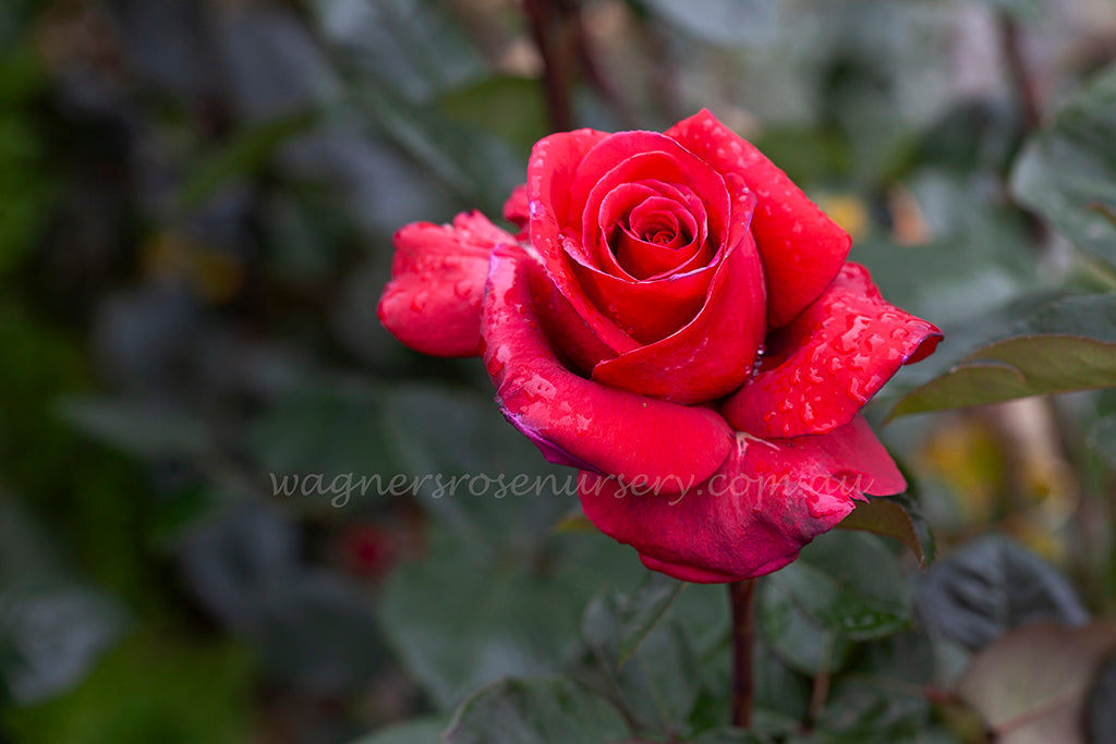 Firefighter - Potted Rose