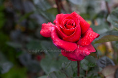 Firefighter - Potted Rose