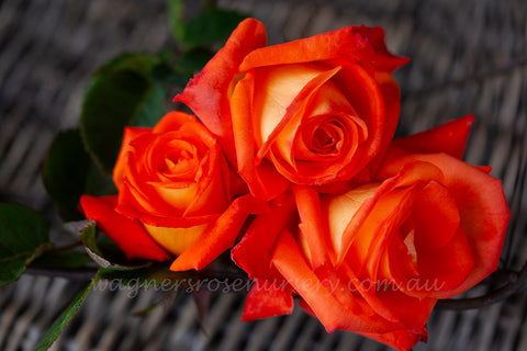 France Libre - Potted Rose