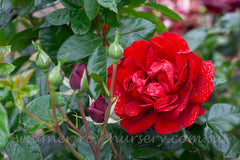 Gallipoli Centenary Rose - 90cm/3ft standard