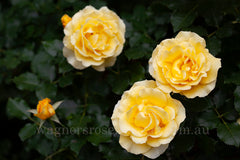 Gold Bunny - 90cm/3ft standard