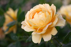 Golden Celebration (Ausgold)