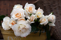 Grand Nord - Potted Rose