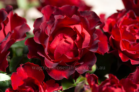 Homage to Barbara™ - Potted 60cm Patio Rose