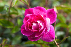 Iceberg Brilliant Pink - Potted Rose