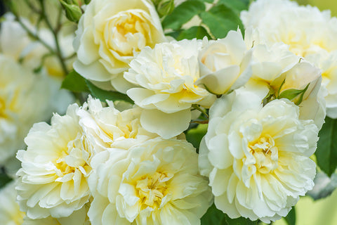 Imogen (Austritch) - Potted Rose