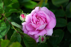 Ispahan - Potted Rose