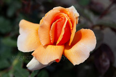 Just Joey - Potted Rose