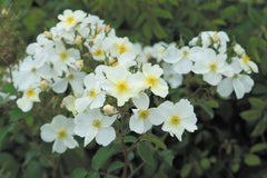 Kew Gardens™ (Ausfence)