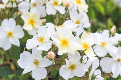 Kew Gardens™ (Ausfence)