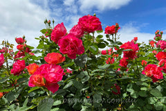 La Jago - Potted Rose