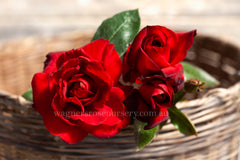 Le Rouge et le Noir™ - Potted Rose