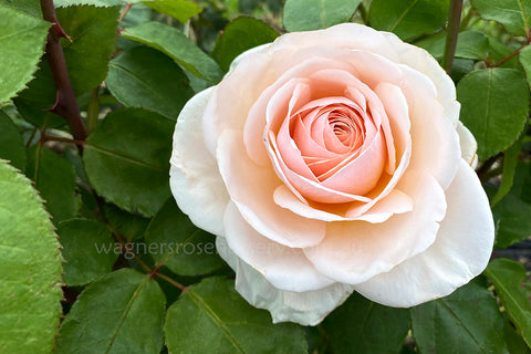 Lionheart - Potted Rose