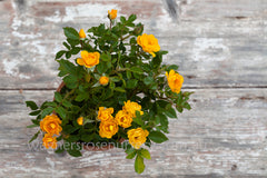 Lucciola™ - Potted Rose