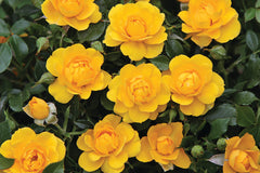 Lucciola™ - Potted Rose