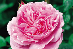 Mary Rose (Ausmary)
