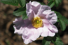 Micrugosa