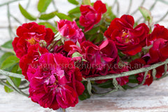 Monte Grappa - Potted Rose