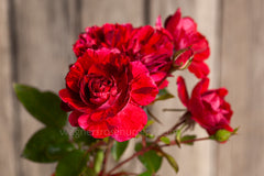 Monte Grappa - Potted Rose