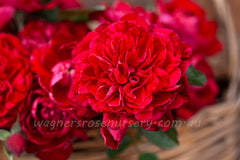 Monte Grappa - Potted Rose