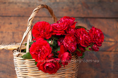 Monte Grappa - Potted Rose